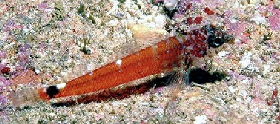 Tripterygion melanorum _09955